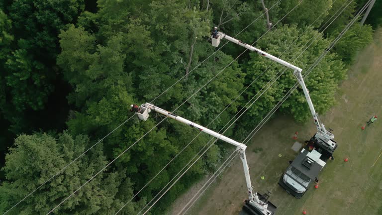 How Our Tree Care Process Works  in Jal, NM